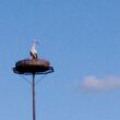 Wicker stork nest 130 - 4